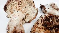 Russula densifolia image