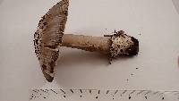 Amanita protecta image