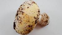 Amanita vernicoccora image