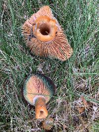 Lactarius deliciosus var. olivaceosordidus image