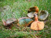 Lactarius deliciosus var. olivaceosordidus image