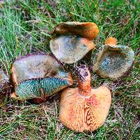 Lactarius deliciosus var. olivaceosordidus image