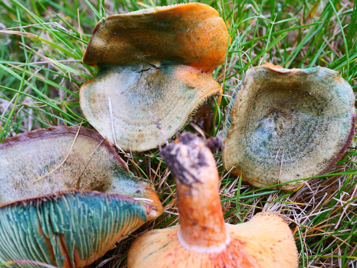 Lactarius deliciosus var. olivaceosordidus image