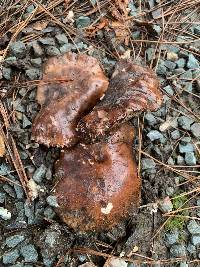 Tricholoma fracticum image