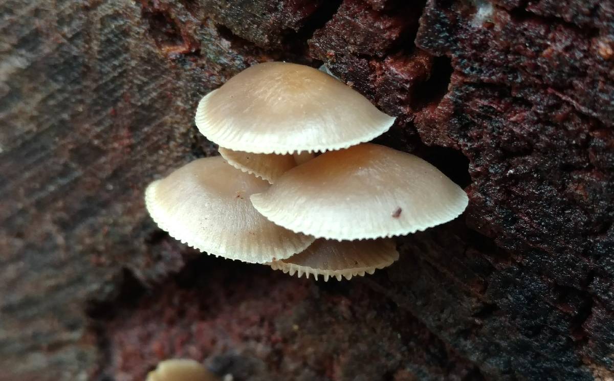 Mycena aprilis image