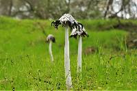 Coprinopsis picacea image