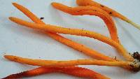 Clavulinopsis laeticolor image