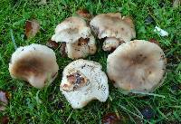 Russula cerolens image