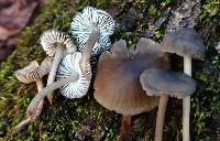 Mycopan scabripes image