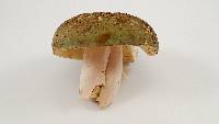 Russula cyanoxantha image