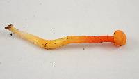 Hygrocybe miniata image
