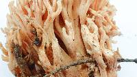 Ramaria stuntzii image