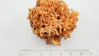 Ramaria formosa image