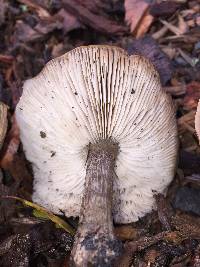 Melanoleuca melaleuca image