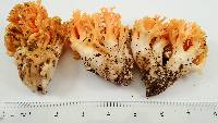 Ramaria formosa image