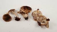 Tricholoma terreum image