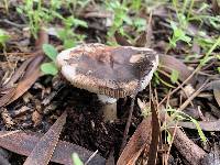 Leucoagaricus cupresseus image