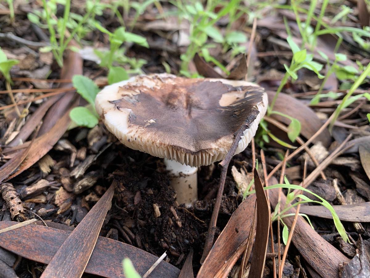 Leucoagaricus cupresseus image