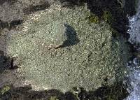 Lecanora strobilina image