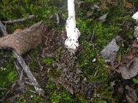 Amanita vaginata f. alba image