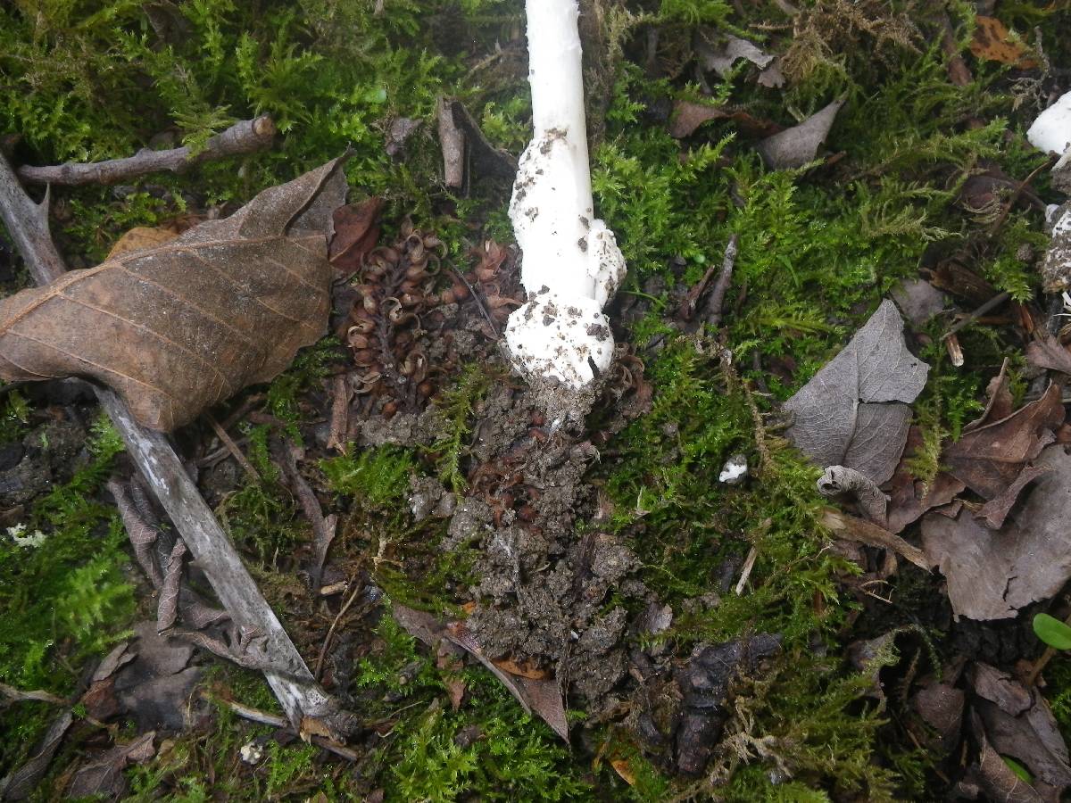 Amanita vaginata f. alba image