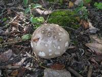 Amanita vaginata f. alba image