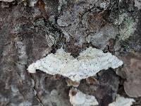 Trichaptum abietinum image