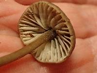 Mycena algeriensis image