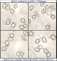 Entoloma chloropolium image