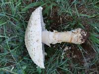 Amanita foetidissima image