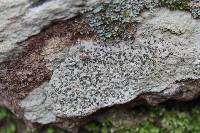 Porpidia albocaerulescens var. albocaerulescens image