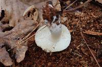 Russula albidula image