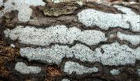 Biscogniauxia atropunctata image