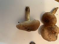 Pholiota velaglutinosa image