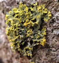 Xanthoria ulophyllodes image