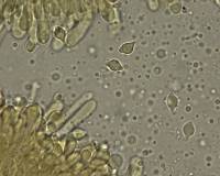 Hemimycena cephalotricha image
