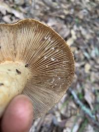 Lactarius pallescens image