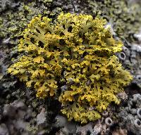 Xanthoria weberi image