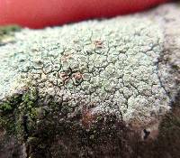 Lecanora strobilina image