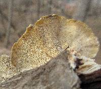 Trametes ochracea image