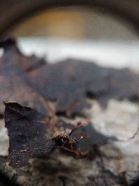 Ophiocordyceps curculionum image