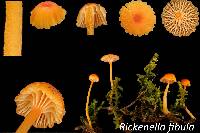 Rickenella fibula image