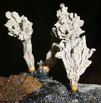 Xylaria cubensis image