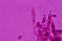 Chroogomphus vinicolor image