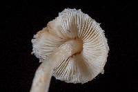 Lepiota castaneidisca image