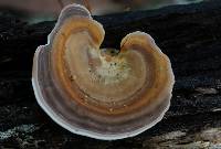 Trametes ectypa image