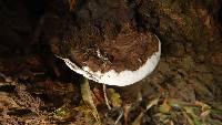 Ganoderma australe image