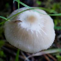 Clitocybe fragrans image