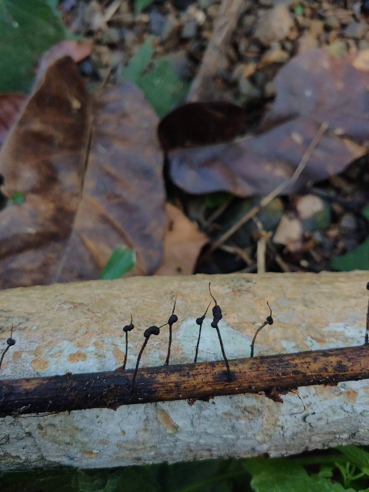 Xylaria axifera image