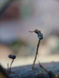 Xylaria axifera image